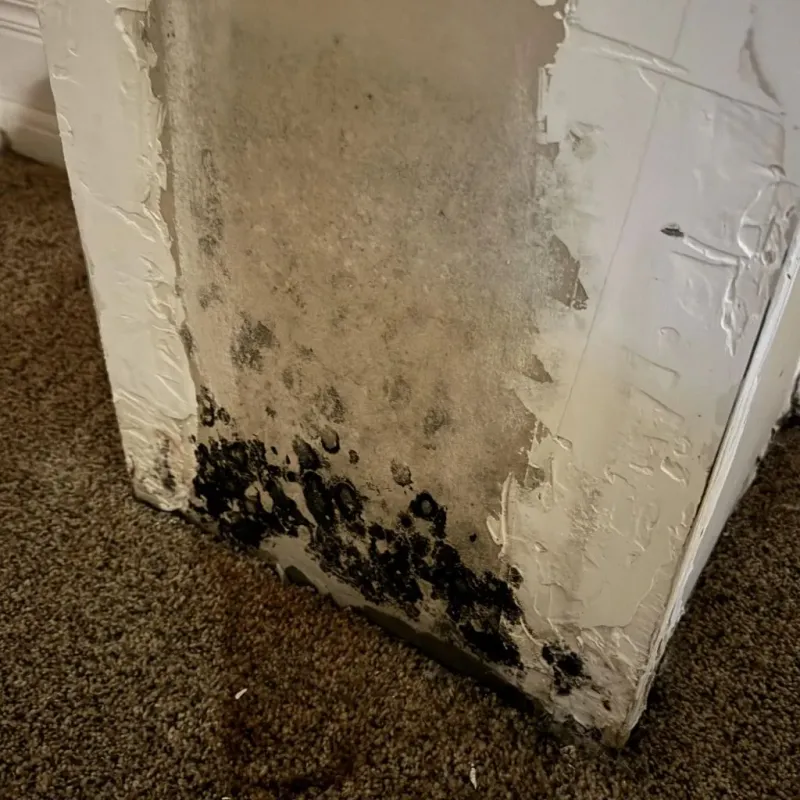 Professional Mold Removal in Noble County, OH